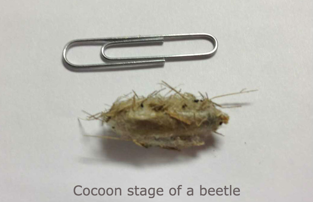 cocoon stage of a beetle